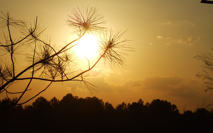 Carter's Blueberry Patch