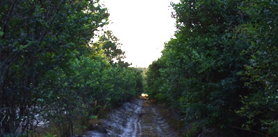 Carter's Blueberry Patch