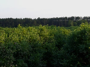 Carter's Blueberry Patch