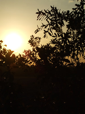 Carter's Blueberry Patch