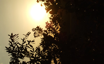 Carter's Blueberry Patch