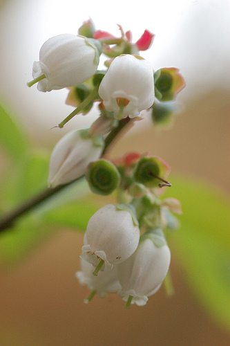 Carter's Blueberry Patch